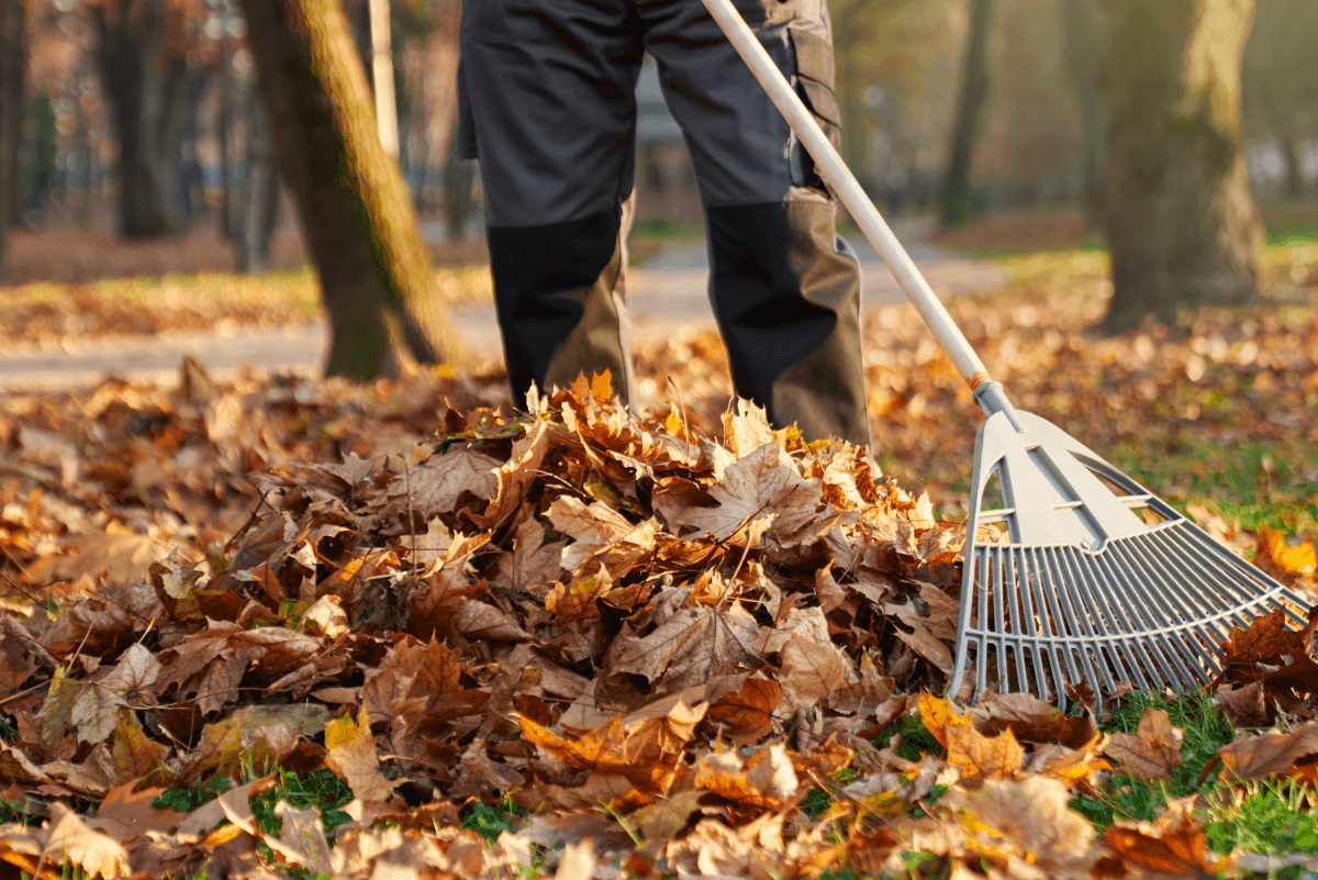 Leaf Removal example 3